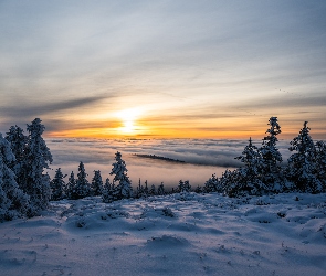 Pole, Drzewa, Zachód słońca, Śnieg, Ośnieżone, Zima, Chmury