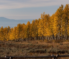 Góry, Drzewa, Jesień, Płot