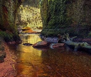 Pień, Uschnięty, Wąwóz Finnich Glen, Szkocja, Skały, Rzeka Carnock Burn