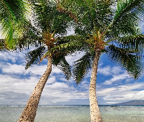 Morze, Liście, Dwie, Palmy