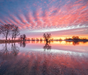 Szuwary, Drzewa, Prowincja Geldria, Wschód słońca, Jezioro, Holandia, Gmina Lingewaard