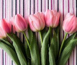 Paski, Tło, Różowe, Tulipany