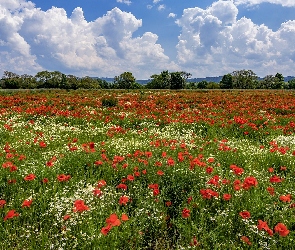 Łąka, Drzewa, Maki, Pole, Stokrotki, Trawa