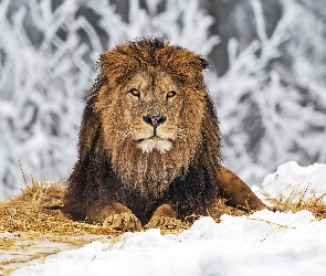 Śnieg, Słoma, Lew, Zapatrzony, Zima