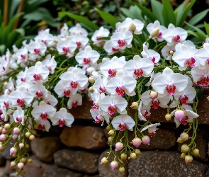 Kamienie, Murek, Kwiaty, Storczyki