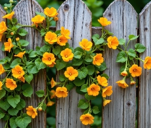 Żółte, Sztachety, Płot, Kwiaty, Pnące