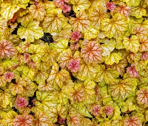 Małe, Liście, Żółte