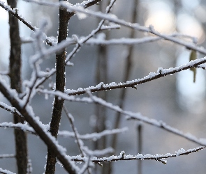 Zima, Rozmycie, Gałęzie, Śnieg