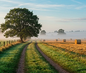 Bele, Mgła, Droga, Słomy, Pole, Jesień, Drzewo