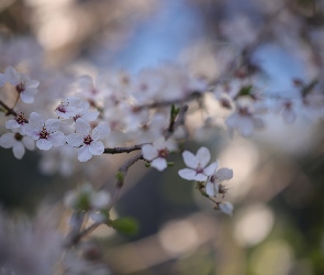 Gałązki, Kwiatki, Drzewo owocowe, Białe