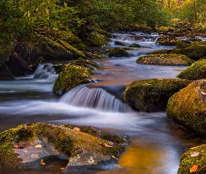 Drzewa, Las, Omszałe, Jesień, Liście, Rzeka, Kamienie