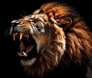 Tło, Czarne, Głowa, AI, Kły, Lew, Grzywa
