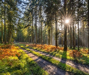 Droga, Drzewa, Wysokie, Promienie słońca, Las