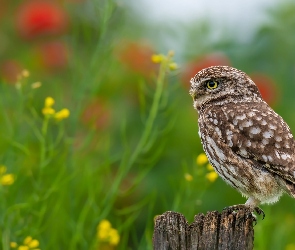 Pójdźka, Rozmycie, Kwiaty, Pieniek, Sowa