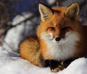 Lis, Rudy, Śnieg, Leżący