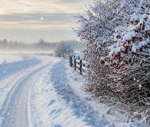 Droga, Krzewy, Zima, Ośnieżone, Drzewa, Śnieg, Mgła, Ogrodzenie