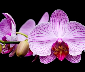 Tło, Ciemne, Różowe, Storczyki