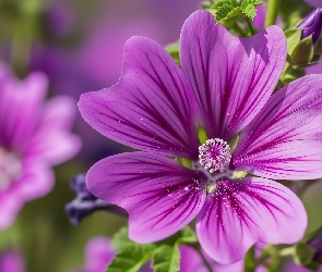 Grafika AI, Zbliżenie, Fioletowy, Kwiat