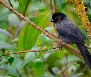 Liście, Gałązka, Ptak, Goleńczyk ciemny