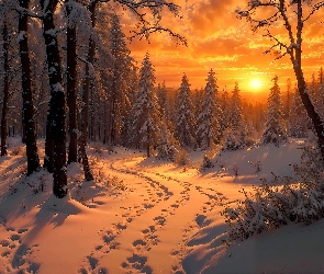 Ślady, Droga, Zachód słońca, Śnieg, Las, Zima, Drzewa