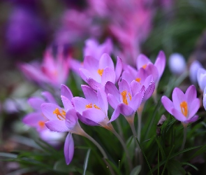 Kwiaty, Krokusy, Jasnofioletowe, Rozkwitnięte