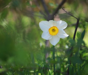 Kwiat, Narcyz wielokwiatowy, Biały