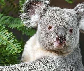 Kora, Drzewo, Koala, Liście