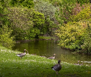 Rzeka, Park, Kaczki, Drzewa