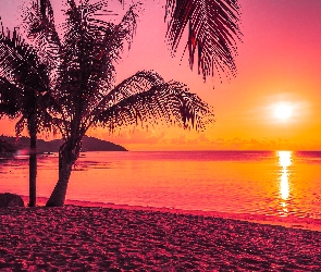 Plaża, Palmy, Wschód słońca, Morze