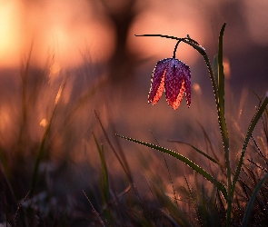 Kwiat, Grafika AI, Szachownica kostkowata