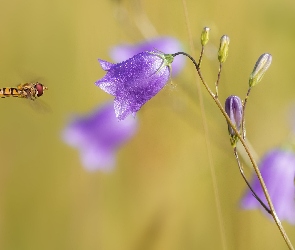 Zbliżenie, Dzwonek okrągłolistny, Bzyg, Kwiat