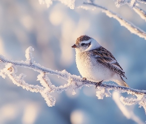 AI, Ośnieżona, Ptak, Gałązka