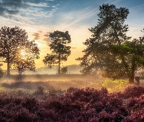 Brabancja, Strijbeekse heide, Drzewa, Holandia, Mgła, Wrzosowisko, Wschód słońca