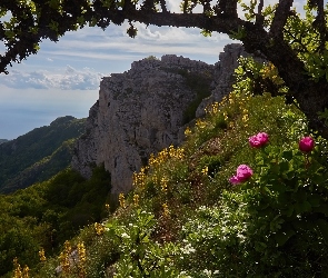Drzewa, Krym, Rośliny, Kwiaty, Góry Krymskie