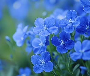 Rozmycie, Listki, Niebieskie, Kwiaty