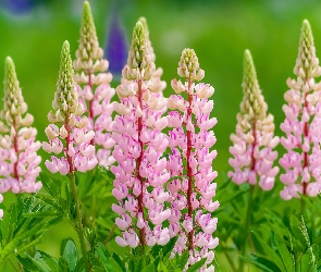 Jasnoróżowy, Łubin