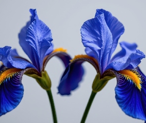 Irysy, Niebieskie, Dwa, Rozkwitnięte