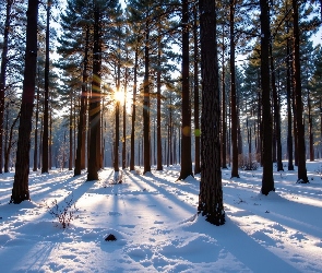 Sosnowy, Promienie słońca, Śnieg, Drzewa, Las