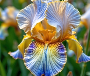 Zbliżenie, Irys, Żółto-niebieski, Kwiat