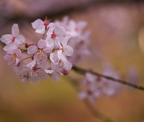 Drzewo owocowe, Gałązka, Kwiaty, Różowe