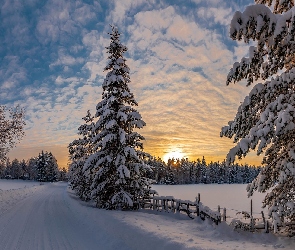 Drzewa, Ośnieżone, Wschód słońca, Zima, Ośnieżona, Droga