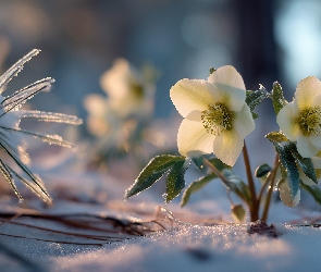 Sosna, Śnieg, Ciemierniki, Grafika AI, Zima, Dwa, Kwiaty