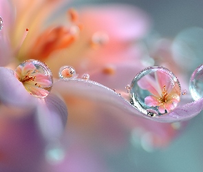 Grafika AI, Odbicia, Kwiat, Krople