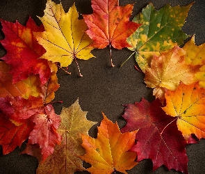 Ciemne tło, Liście, Rozświetlone, Wielobarwne