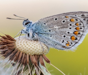 Zbliżenie, Dmuchawiec, Modraszek ikar, Motyl