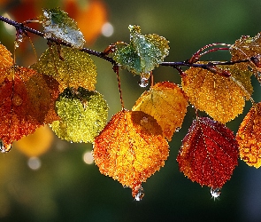 Topola, Grafika AI, Liście