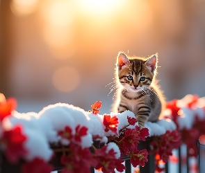 Śnieg, Rośliny, Kot, Grafika, Czerwone, Mały, Płot