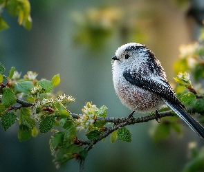 Kwiaty, Listki, Raniuszek, Grafika AI, Młode, Ptak, Gałązki