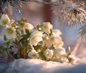 Ciemierniki, Grafika AI, Sosna, Śnieg, Białe