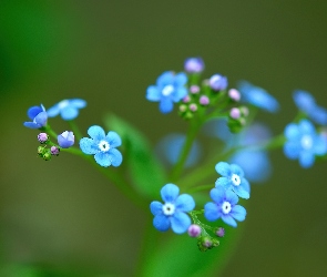 Niebieskie, Ułudka, Zbliżenie, Kwiatuszki